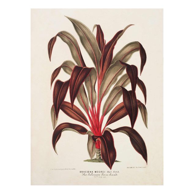 Quadro rosso Illustrazione botanica vintage di albero del drago