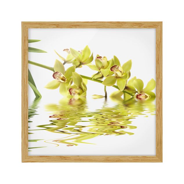 Quadri con fiori Eleganti acque di orchidea