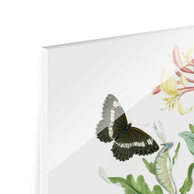 Quadro in vetro - British Butterflies IV - Quadrato 1:1