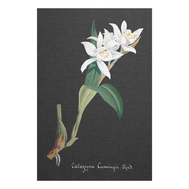 Quadri stile vintage Orchidea bianca su lino II