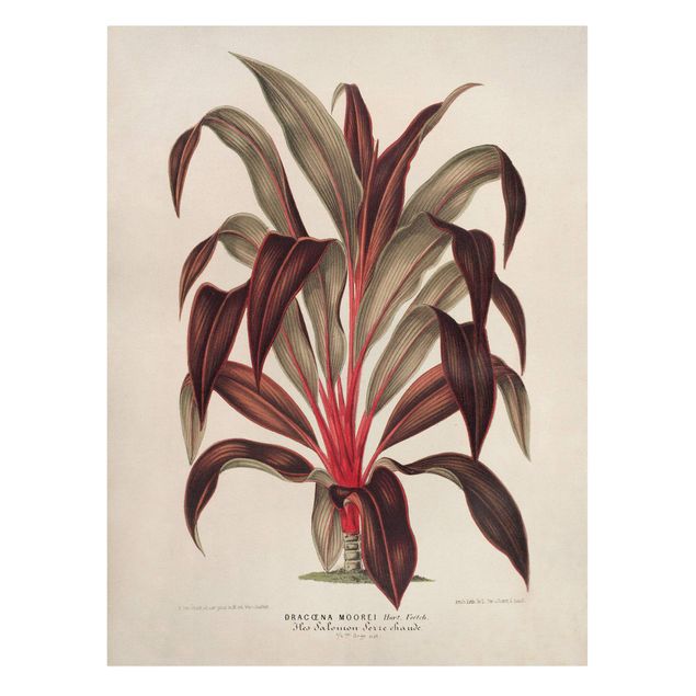 Quadri moderni rossi Illustrazione botanica vintage di albero del drago