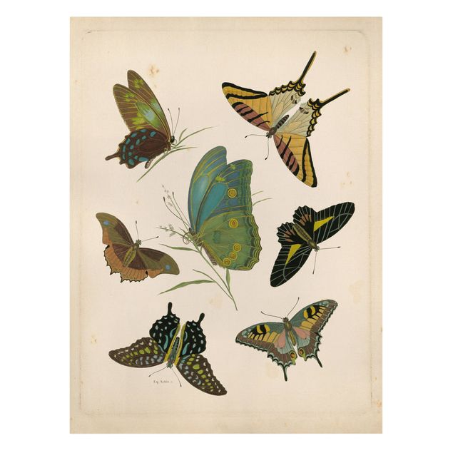 Stampa su tela vintage Illustrazione vintage Farfalle esotiche