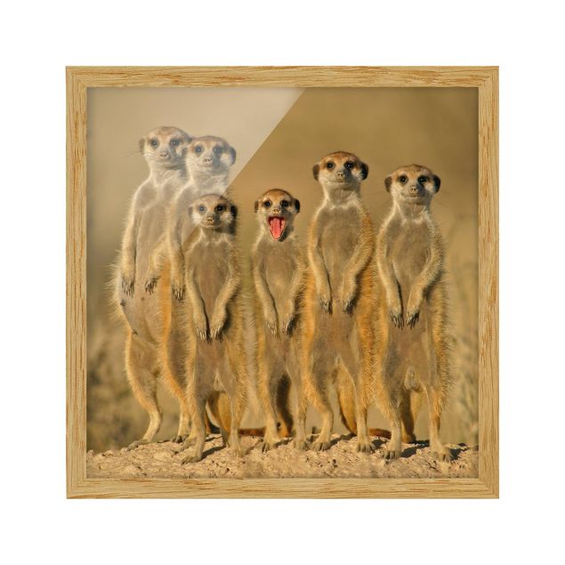 Quadri stampe Famiglia di suricati
