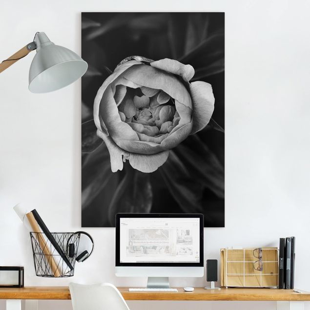 Tele rose Fiore di peonia bianco Foglie anteriori nere