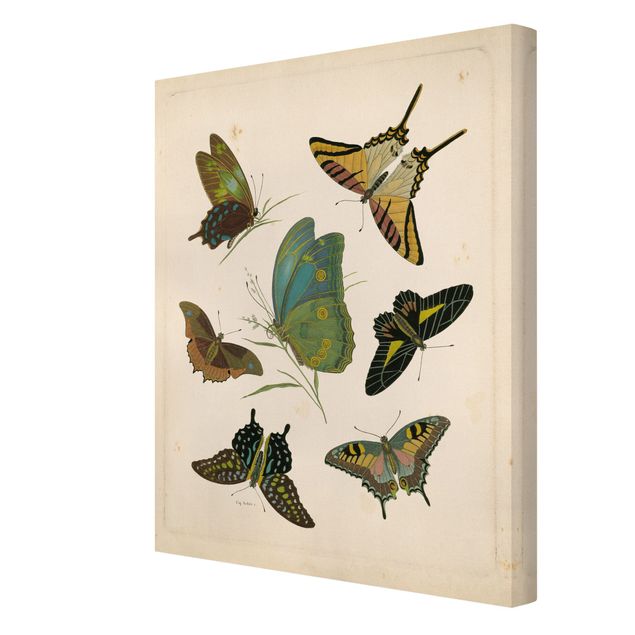 Quadri turchesi Illustrazione vintage Farfalle esotiche