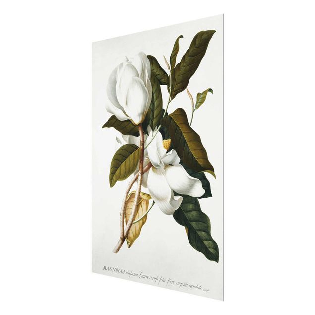 Quadri floreali moderni Georg Dionysius Ehret - Magnolia