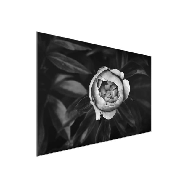 Quadri in vetro in bianco e nero Fiore di peonia bianco Foglie anteriori nere