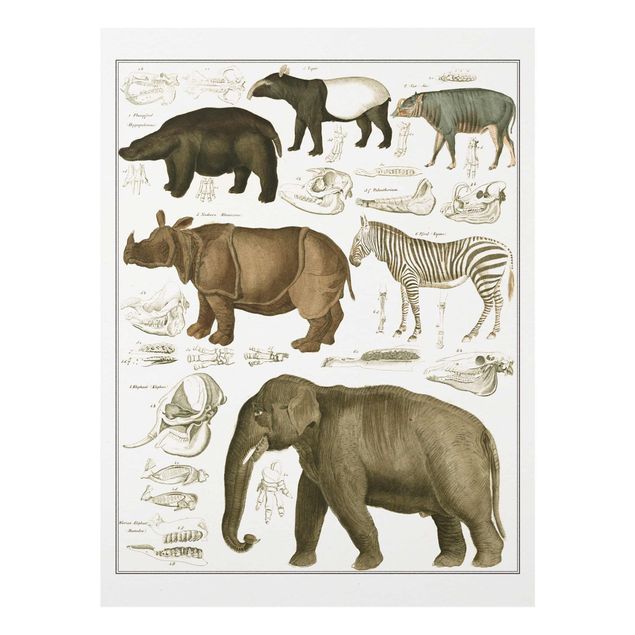 Quadri in vetro con paesaggio Bacheca Vintage Elefante, zebra e rinoceronte