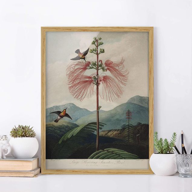 Quadri con cornice con fiori Illustrazione botanica vintage Fiore e colibrì