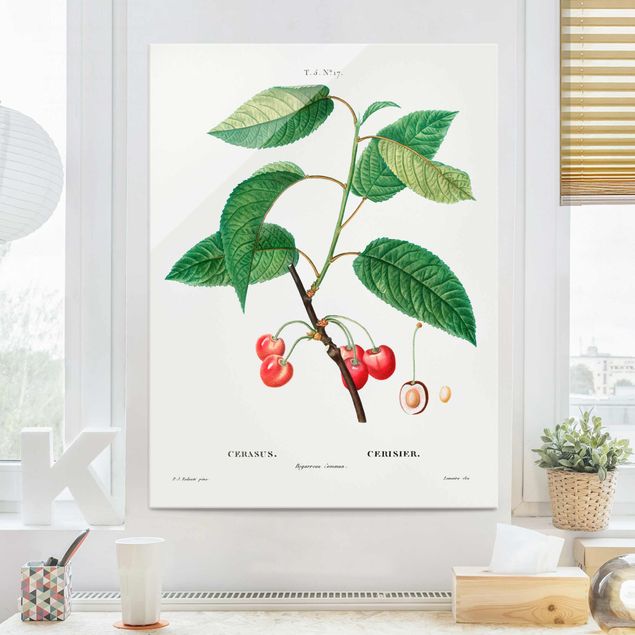 Quadro frutta Illustrazione botanica vintage Ciliegie rosse