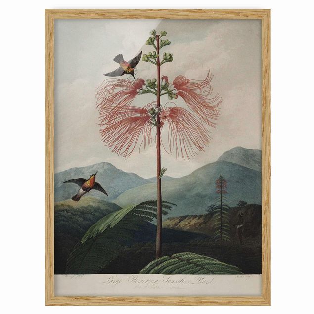 Quadri verdi Illustrazione botanica vintage Fiore e colibrì