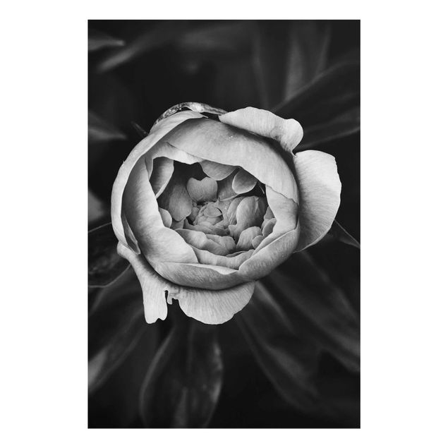 Quadri moderni   Fiore di peonia bianco Foglie anteriori nere