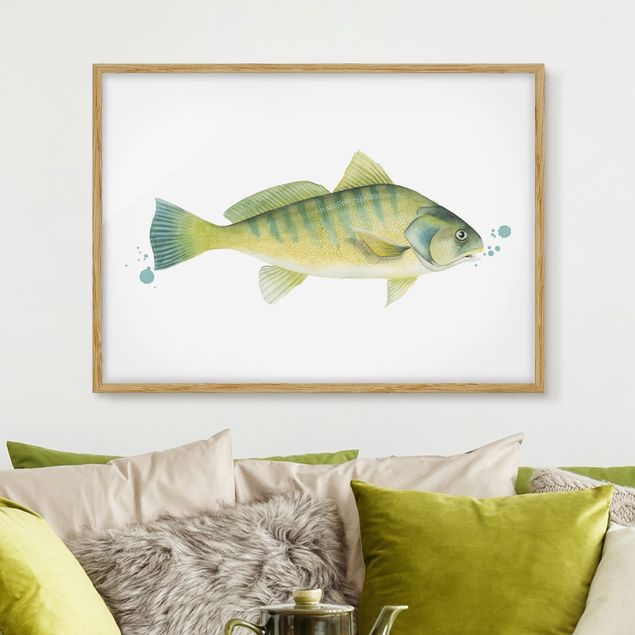 Quadri con cornice con animali Colore Cattura - Pesce persico