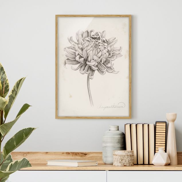 Quadri con cornice con fiori Studio botanico Crisantemo I