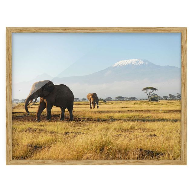 Elefante quadro Elephants In Front Of The Kilimanjaro In Kenya