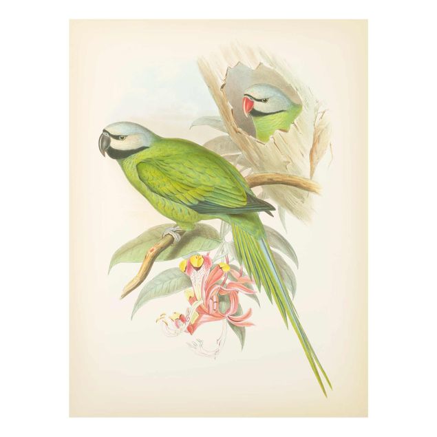 Quadri stampe Illustrazione vintage Uccelli tropicali II
