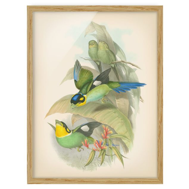 Quadri verdi Illustrazione vintage Uccelli tropicali