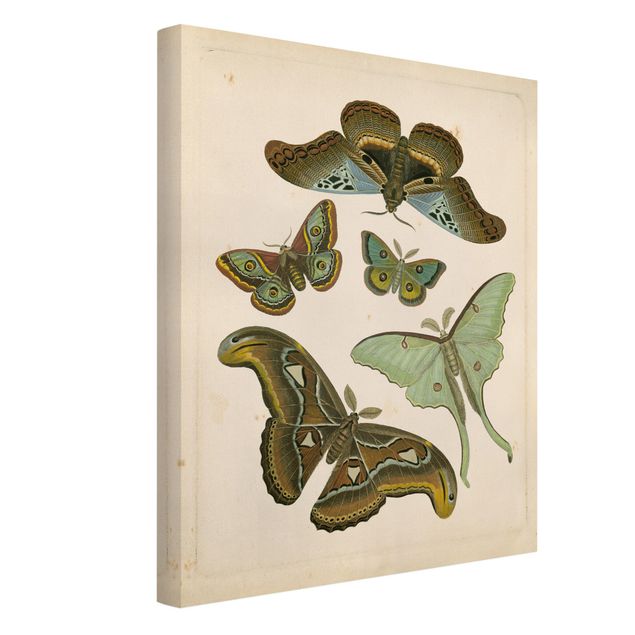 Quadri con animali Illustrazione vintage Farfalle esotiche II