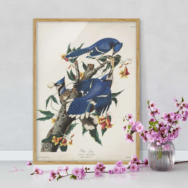 Quadri con cornice con fiori Bacheca Vintage ghiandaie azzurre