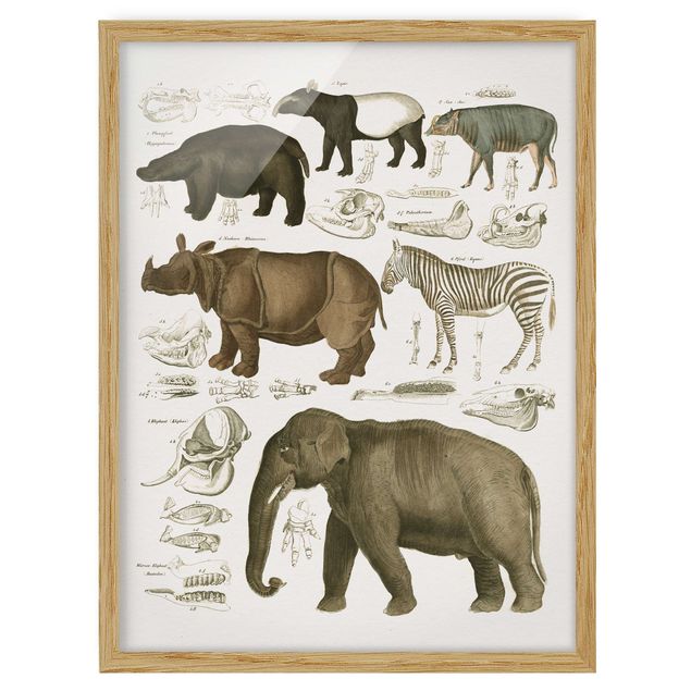 Quadri con zebre Bacheca Vintage Elefante, zebra e rinoceronte