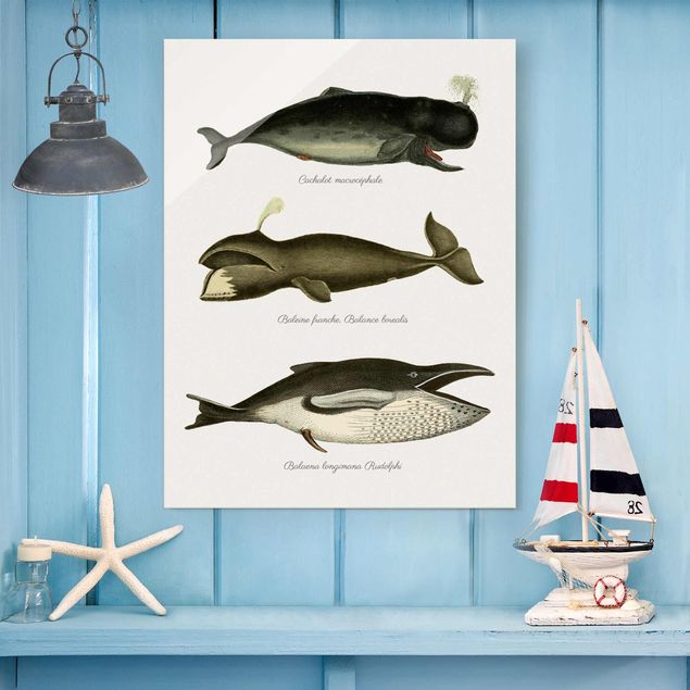 Quadri con pesci Tre balene vintage