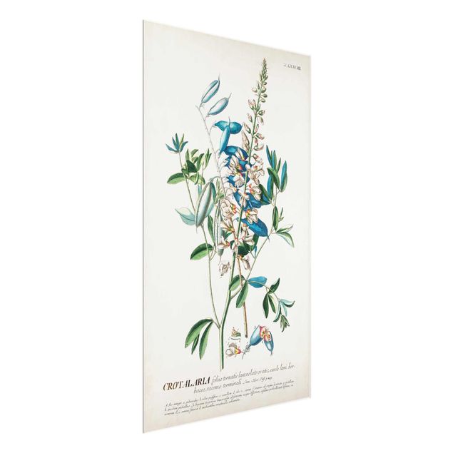 Quadro blu Illustrazione botanica vintage Legumi