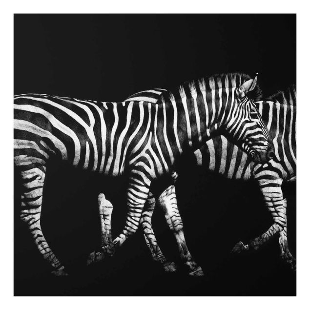 Stampe Zebra nel buio