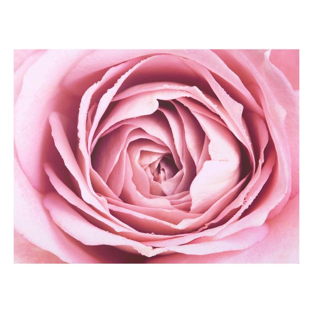 Quadri amore Fiore di rosa rosa