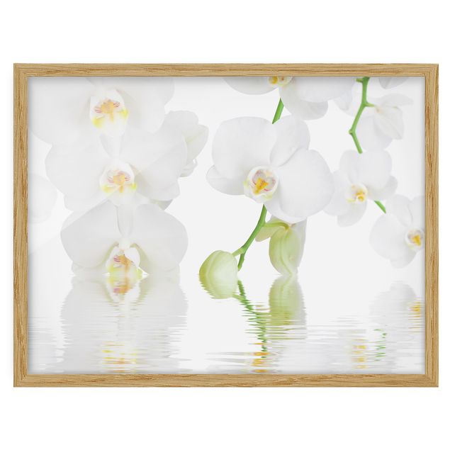 Quadri di fiori Orchidea Spa - Orchidea bianca