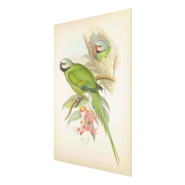 Glas Magnetboard Illustrazione vintage Uccelli tropicali II