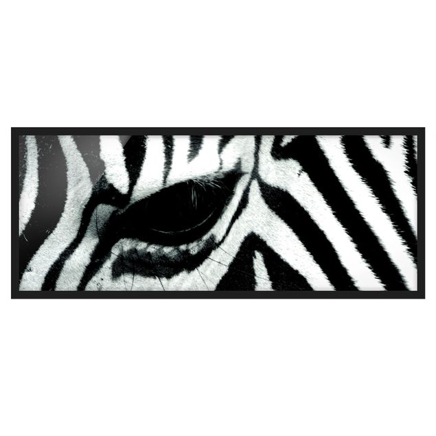 Quadri con cornice con animali Zebra
