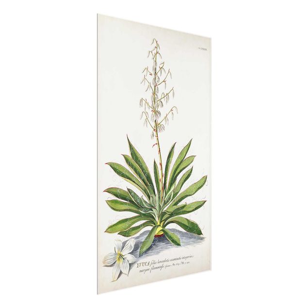 Quadro natura Illustrazione botanica vintage Yucca