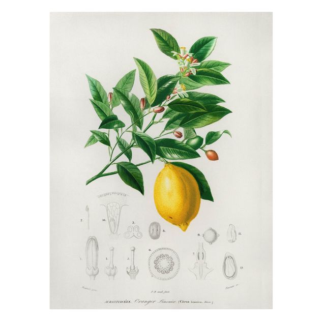 Stampe Illustrazione botanica vintage di limone