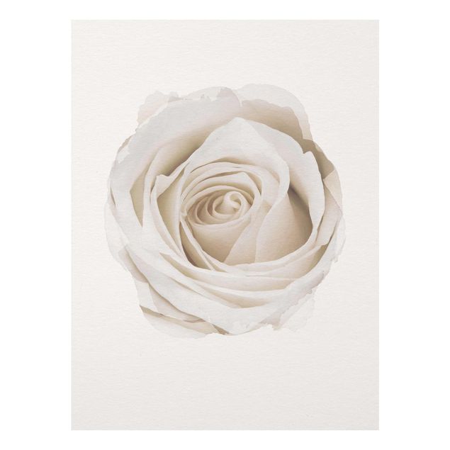Amore quadri Acquerelli - Bella rosa bianca