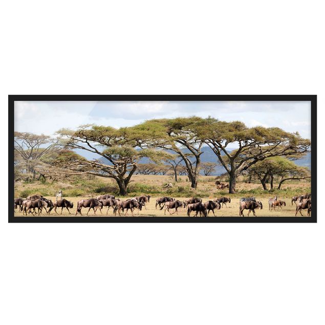 Quadri con cornice con paesaggio Mandria di gnu nella savana