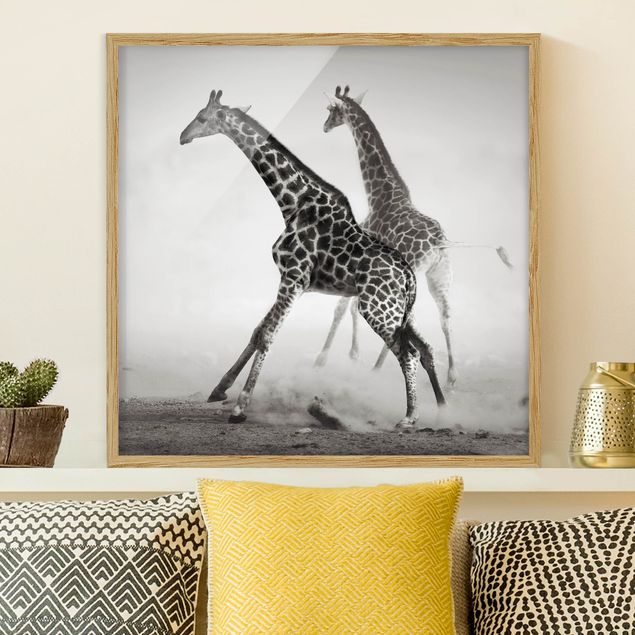 Quadri giraffa Giraffe a caccia