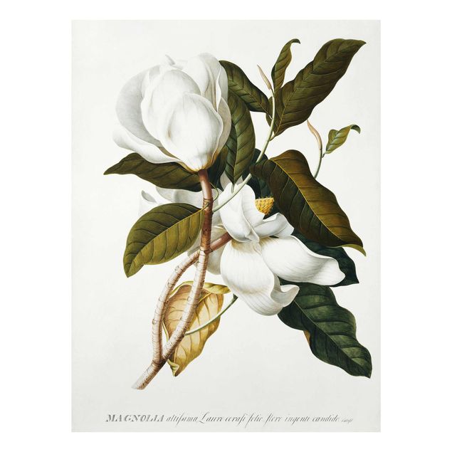 Quadri di fiori Georg Dionysius Ehret - Magnolia