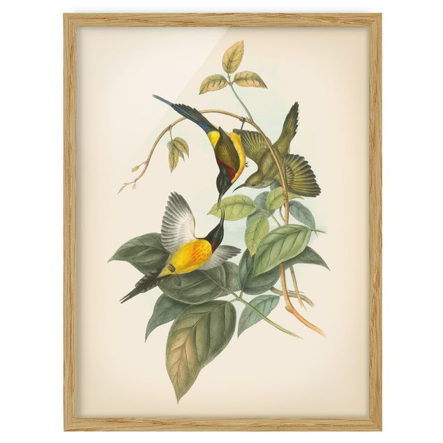 Quadro verde Illustrazione vintage Uccelli tropicali IV