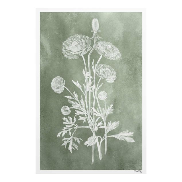 Stampe Illustrazione vintage Salvia
