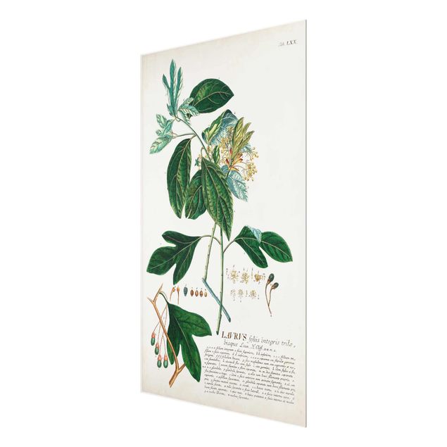 Glas Magnettafel Illustrazione botanica vintage Alloro