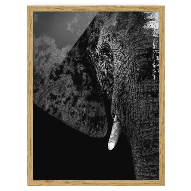 Quadri con cornice riproduzioni Elefante africano in bianco e nero