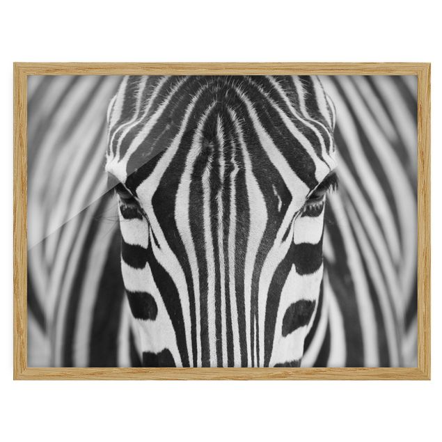 Quadri con cornice con animali Sguardo da zebra