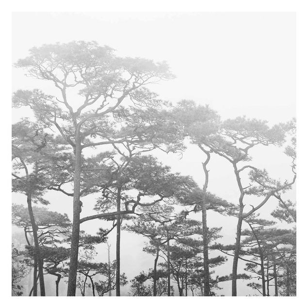 Carta da parati bianca e nera  Cime degli alberi nella nebbia in bianco e nero