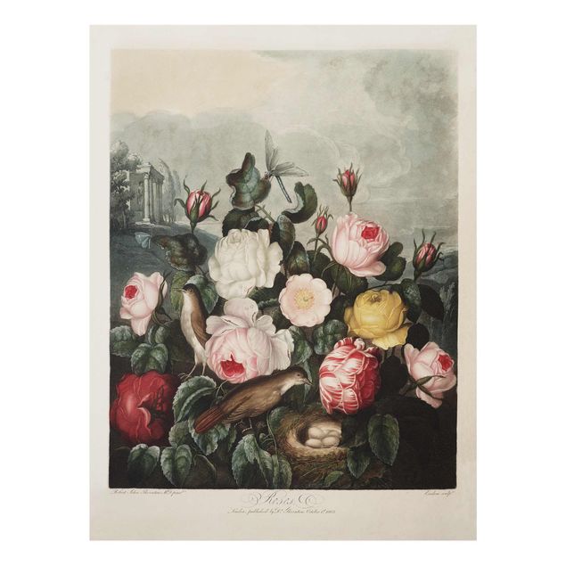Quadro rosa Illustrazione botanica vintage di rose
