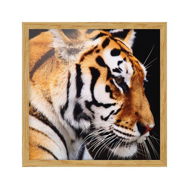 Quadro animali Bellezza della tigre