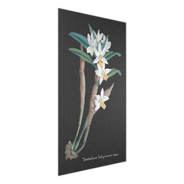 Quadri di fiori Orchidea bianca su lino I