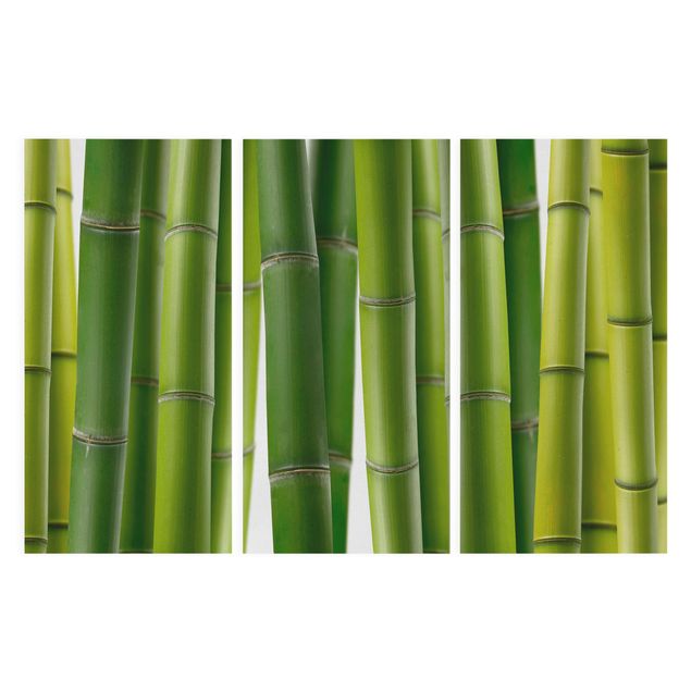 Quadro su tela componibile Piante di bambù