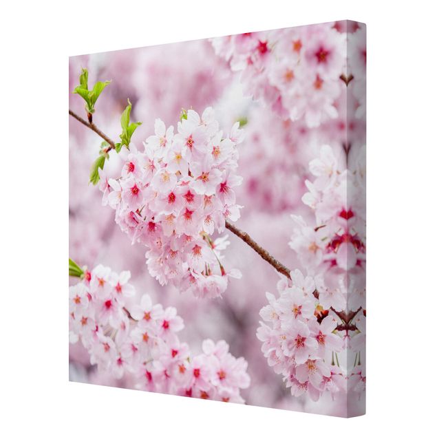 Quadri rosa Japanische Kirschblüten