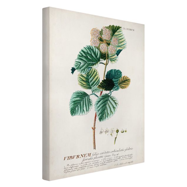 Quadro verde Illustrazione botanica vintage Palla di neve