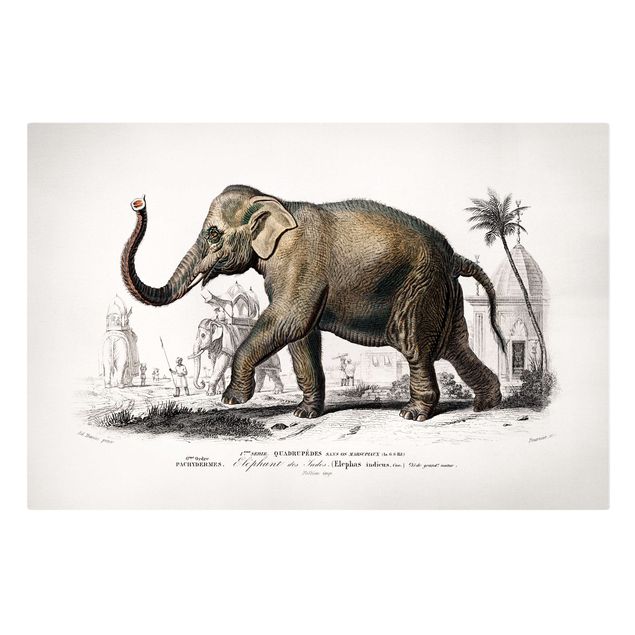 Quadri natura Bacheca vintage Elefante